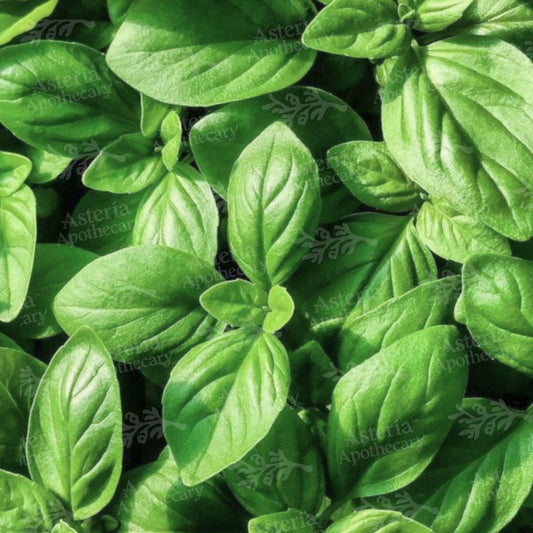 BASIL FRAGRANCE OIL