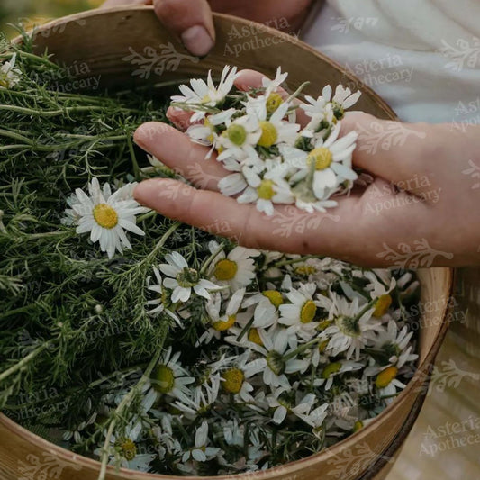 CHAMOMILE FRAGRANCE OIL