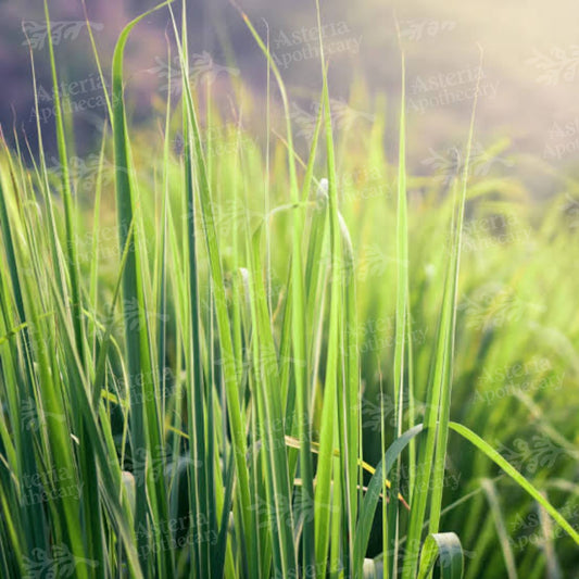 CITRONELLA FRAGRANCE OIL