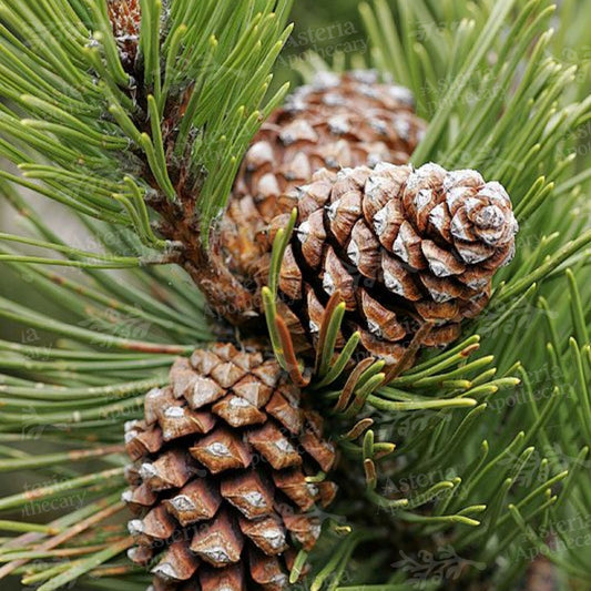 CRYSTAL PINE FRAGRANCE OIL