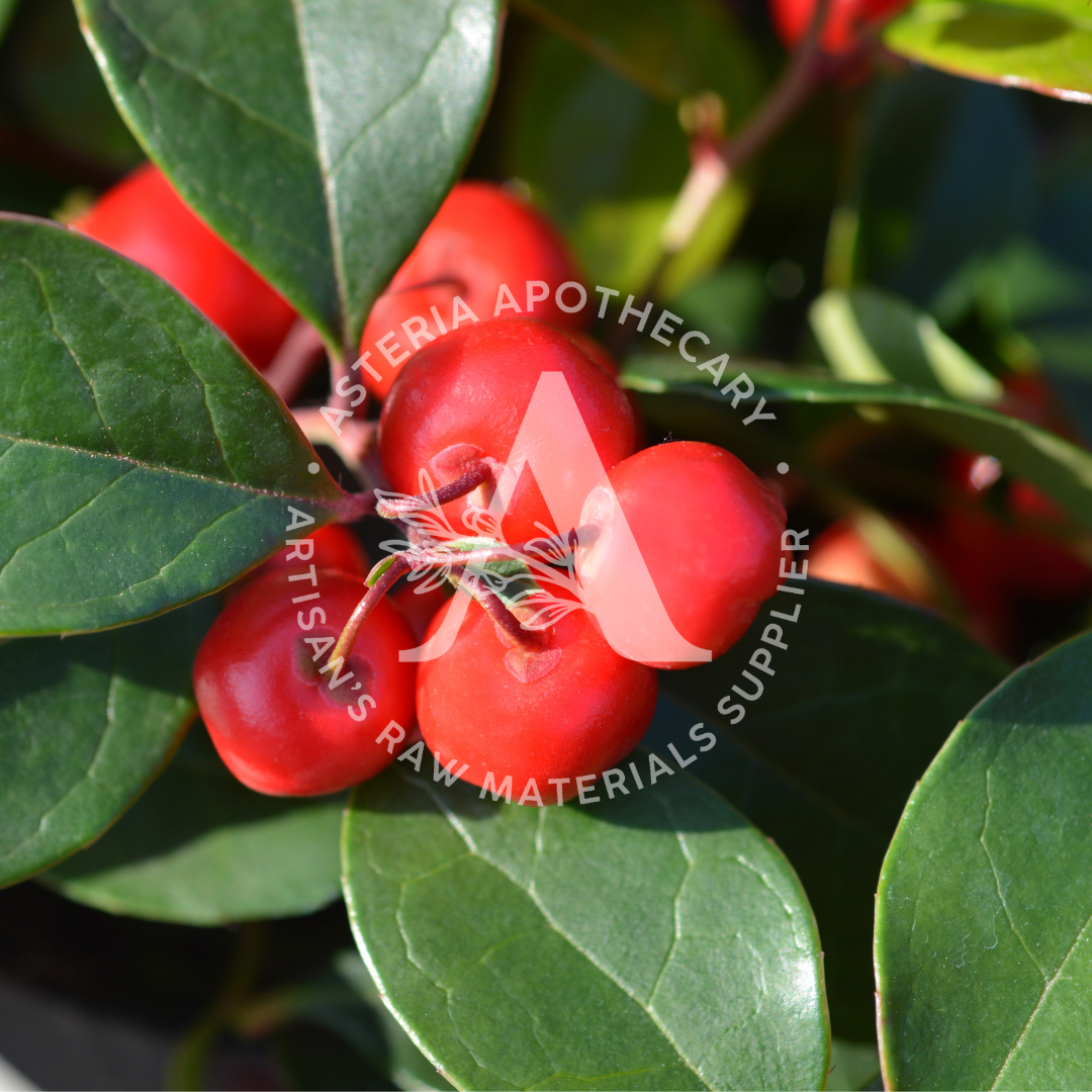 Wintergreen Essential Oil