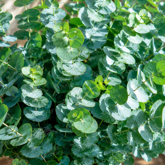 EUCALYPTUS FRAGRANCE OIL