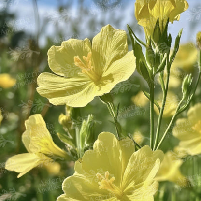 EVENING PRIMROSE OIL