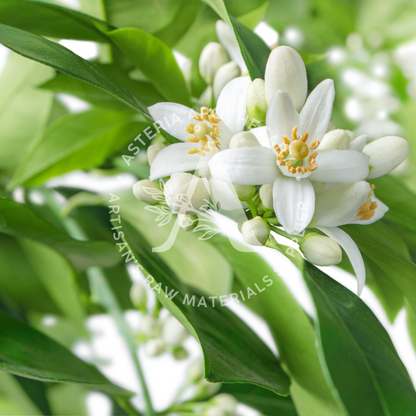 Neroli Fragrance Oil