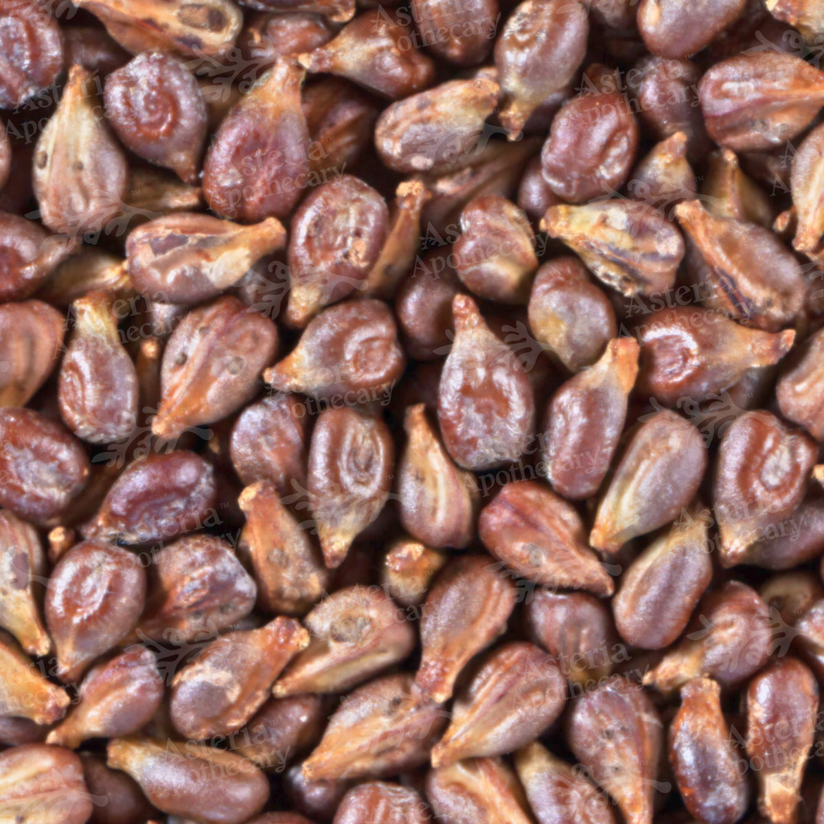 GRAPE SEED OIL | UNREFINED