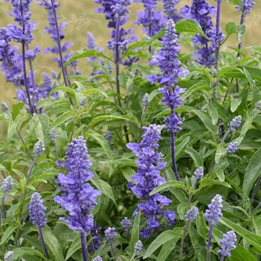 LAVENDER ESSENTIAL OIL
