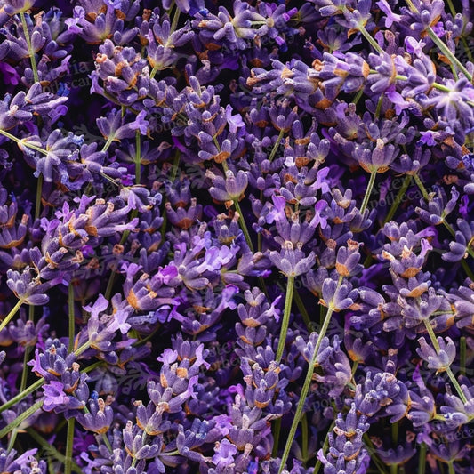 LAVENDER FRAGRANCE OIL
