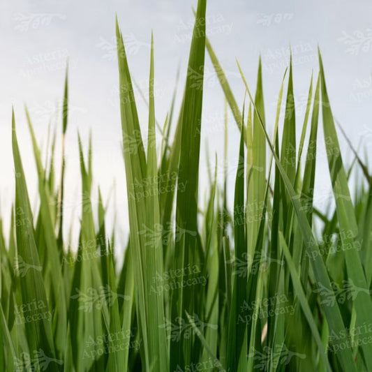 LEMONGRASS FRAGRANCE OIL