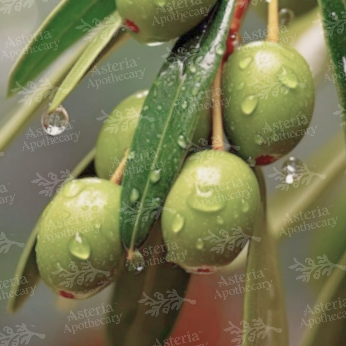 OLIVE OIL | EXTRA VIRGIN