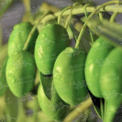 OLIVE OIL | POMACE