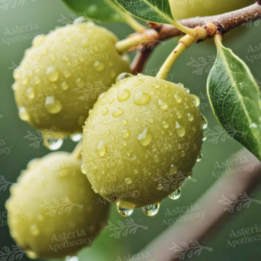 OLIVE OIL | PURE