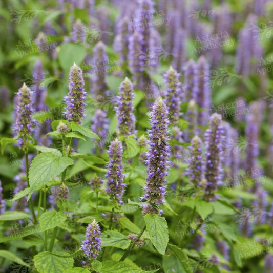 PATCHOULI FRAGRANCE OIL
