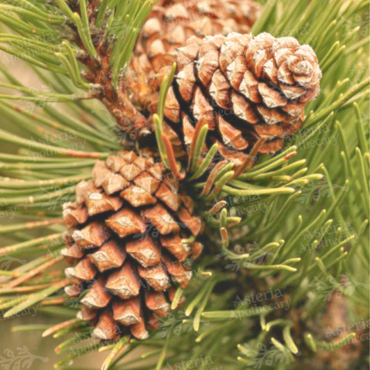PINE SEED OIL