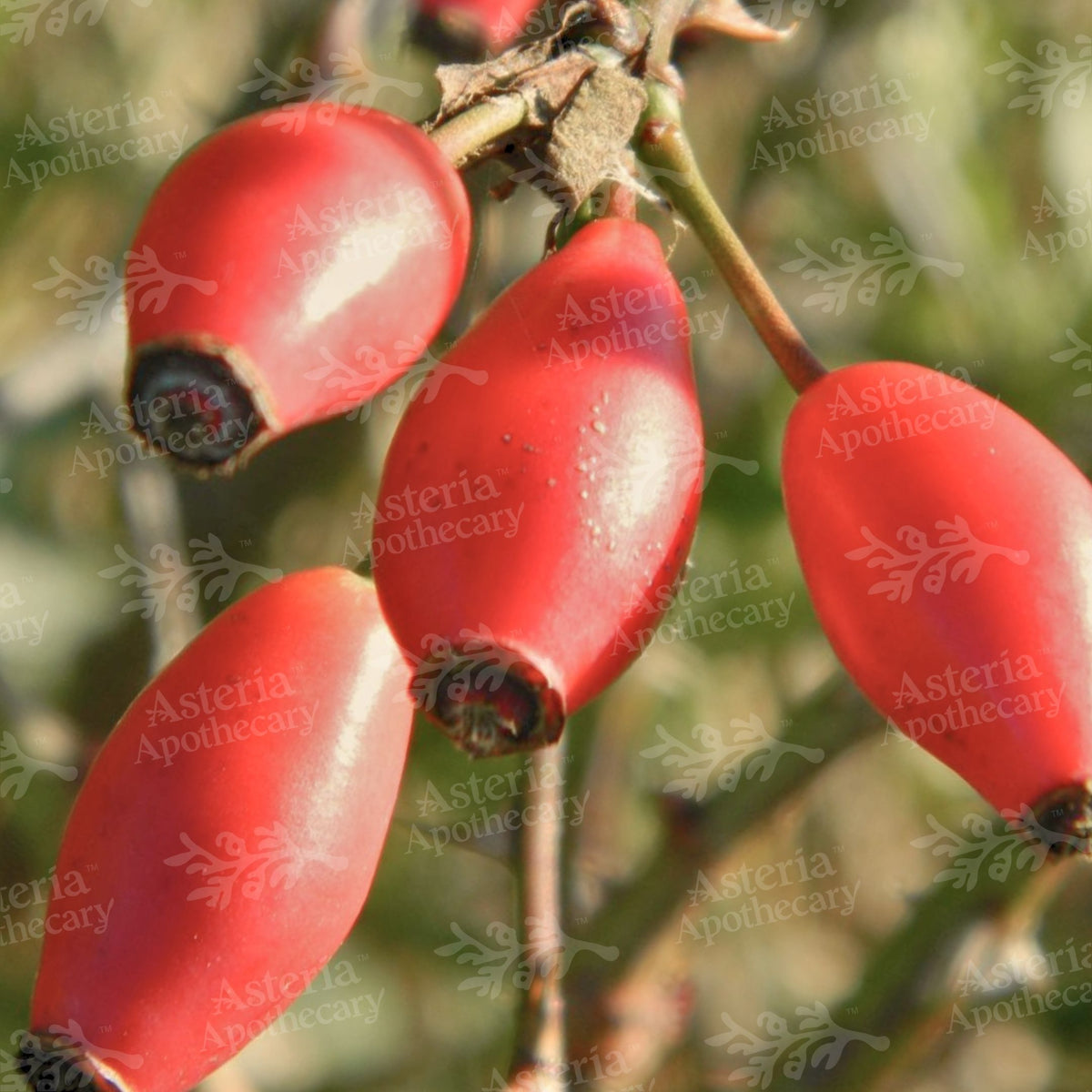 ROSEHIP OIL