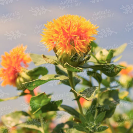 SAFFLOWER OIL