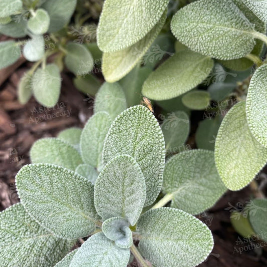 SAGE FRAGRANCE OIL