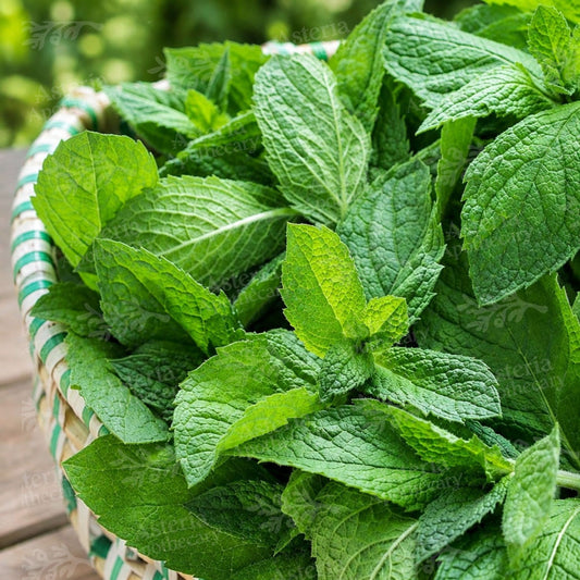 SPEARMINT FRAGRANCE OIL