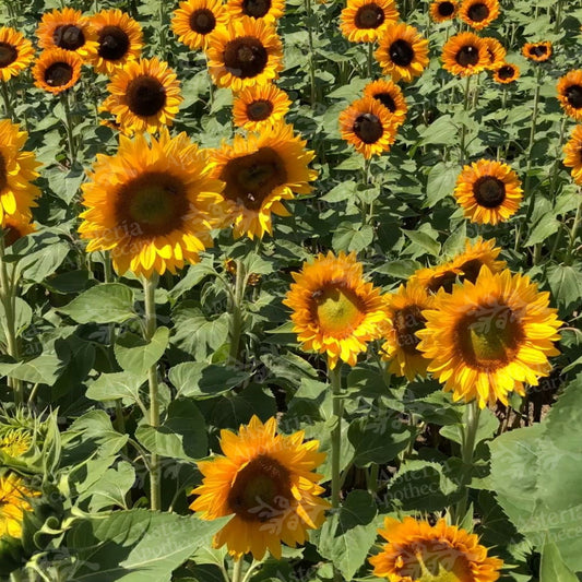 SUNFLOWER FRAGRANCE OIL