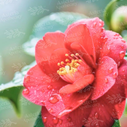 Camelia Oil | Tsubaki Oil