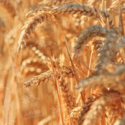 WHEATGERM OIL | REFINED