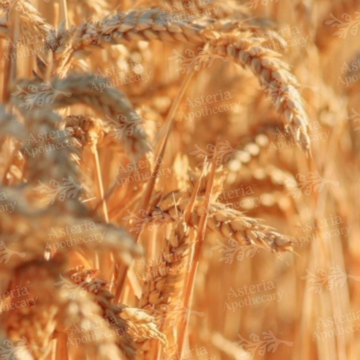 WHEATGERM OIL | UNREFINED