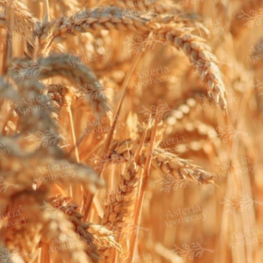 WHEATGERM OIL | UNREFINED