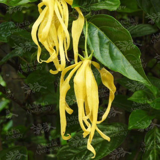 YLANG YLANG FRAGRANCE OIL