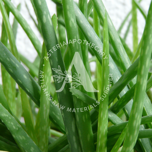 Aloe Vera Oil
